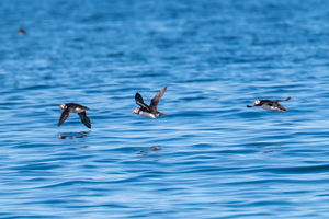 Puffin Boat Trip